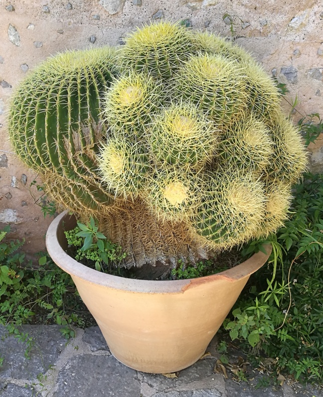 cactus (1).jpg