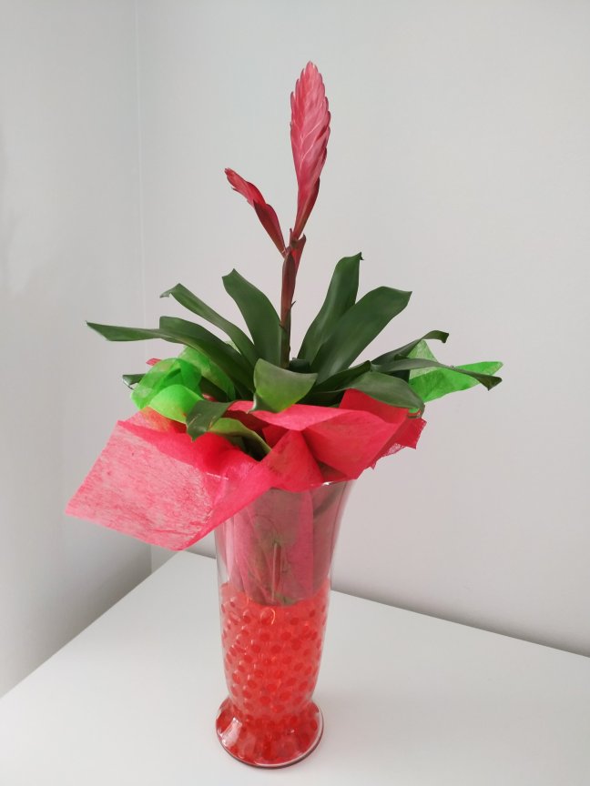 plante fleur rouge (1)