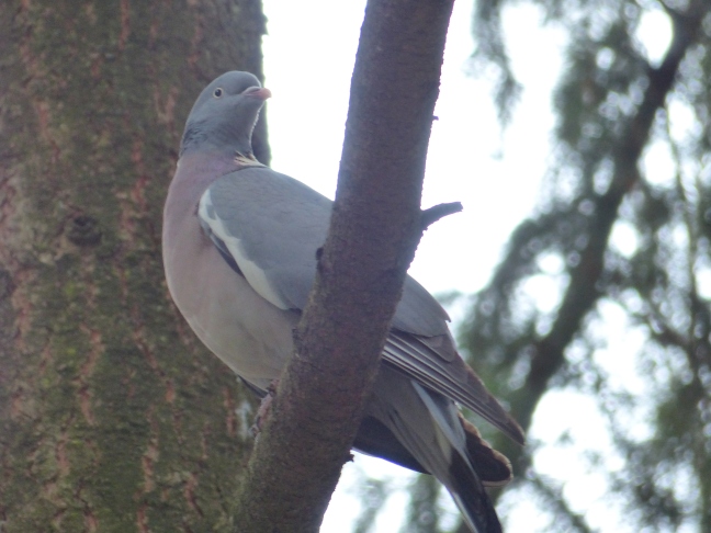 pigeon-arbre (1)