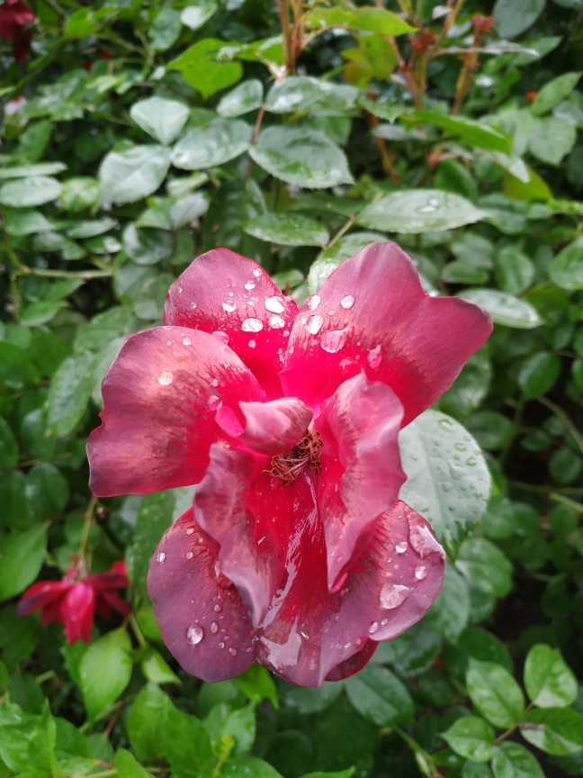 rose pluie (1)