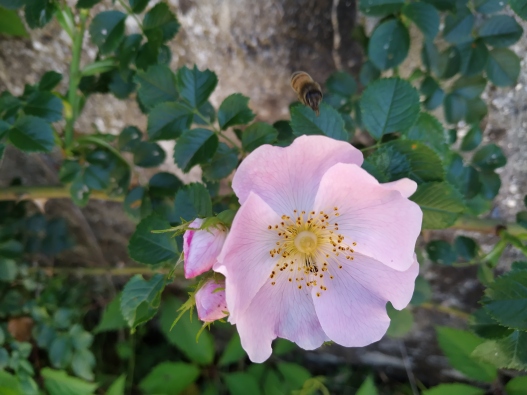 églantine rose (1)